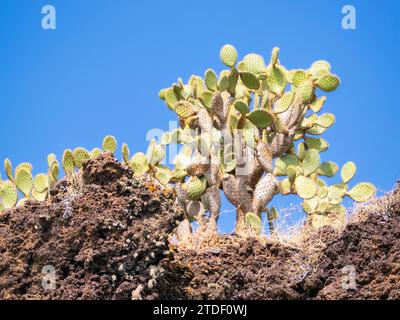 Opuntia Cactus (Opuntia galapageia), Buccaneer Cove, île Santiago, îles Galapagos, site du patrimoine mondial de l'UNESCO, Équateur, Amérique du Sud Banque D'Images