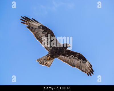 Faucon adulte des Galapagos (Buteo galapagoensis), sur l'île Fernandina, îles Galapagos, site du patrimoine mondial de l'UNESCO, Équateur, Amérique du Sud Banque D'Images