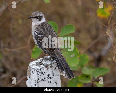 oiseau moqueur adulte des Galapagos (Mimus parvulus), dans la baie d'Urbina, île Isabela, îles Galapagos, site du patrimoine mondial de l'UNESCO, Équateur, Amérique du Sud Banque D'Images