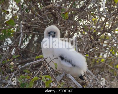 Un poussin aux pieds rouges (Sula sula) dans un arbre à Punta Pitt, île de San Cristobal, îles Galapagos, site du patrimoine mondial de l'UNESCO, Équateur Banque D'Images