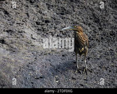 Un héron strié adulte (Butorides striata), sur un rocher à Buccaneer Cove, île Santiago, îles Galapagos, site du patrimoine mondial de l'UNESCO, Équateur Banque D'Images