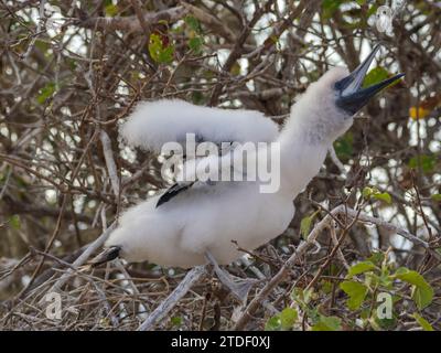 Un poussin aux pieds rouges (Sula sula) dans un arbre à Punta Pitt, île San Cristobal, îles Galapagos, site du patrimoine mondial de l'UNESCO, Équateur, South Amer Banque D'Images