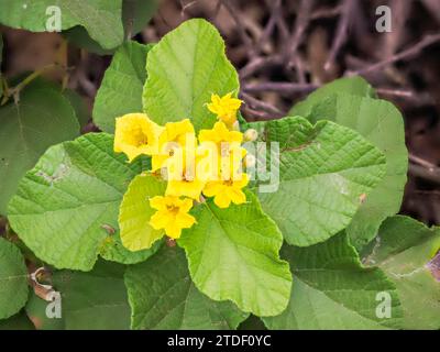 cordia jaune (Cordia lutea), baie d'Urbina, île Santiago, îles Galapagos, site du patrimoine mondial de l'UNESCO, Équateur, Amérique du Sud Banque D'Images