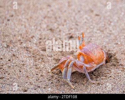 Un crabe fantôme peint adulte (Ocypode guadichaudii), Buccaneer Cove, île Santiago, Galapagos, site du patrimoine mondial de l'UNESCO, Équateur, Amérique du Sud Banque D'Images