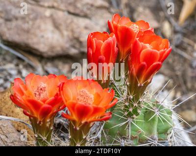 Cactus hérisson en fleurs (Echinocereus coccineus), parc national de Big Bend, Texas, États-Unis d'Amérique, Amérique du Nord Banque D'Images