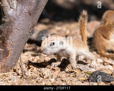 Écureuil à queue ronde (Xerospermophilus tereticaudus), Brandi Fenton Park, Tucson, Arizona, États-Unis d'Amérique, Amérique du Nord Banque D'Images