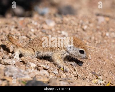 Écureuil à queue ronde (Xerospermophilus tereticaudus), Brandi Fenton Park, Tucson, Arizona, États-Unis d'Amérique, Amérique du Nord Banque D'Images