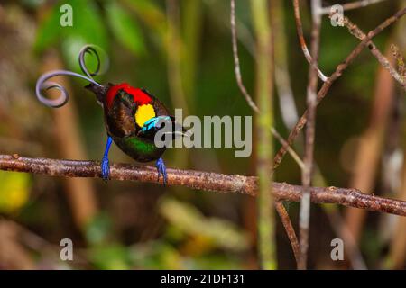 Oiseau de paradis mâle de Wilson (Cicinnurus respublica), exposé à la cour sur l'île Waigeo, Raja Ampat, Indonésie, Asie du Sud-est, Asie Banque D'Images