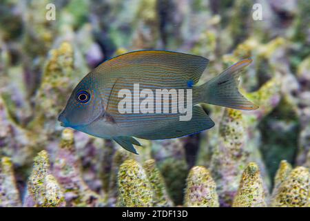 Une dent de poil (Ctenochaetus striatus) adulte, au large de l'île Kawe, Raja Ampat, Indonésie, Asie du Sud-est, Asie Banque D'Images