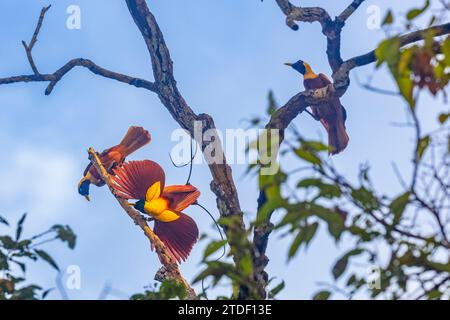 Une paire d'oiseaux-de-paradis rouges adultes (paradisaea rubra), en exposition de cour sur l'île de Gam, Raja Ampat, Indonésie, Asie du Sud-est, Asie Banque D'Images