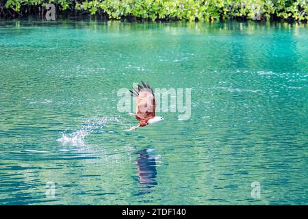 Cerf-volant Brahminy adulte (Haliastur indus), pêchant des poissons sur Batu Hatrim, Raja Ampat, Indonésie, Asie du Sud-est, Asie Banque D'Images