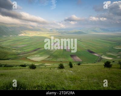 Fleurs et lentilles en fleurs sur le Piano Grande, Parc National Monti Sibillini, Castelluccio di Norcia, Pérouse, Italie, Europe Banque D'Images