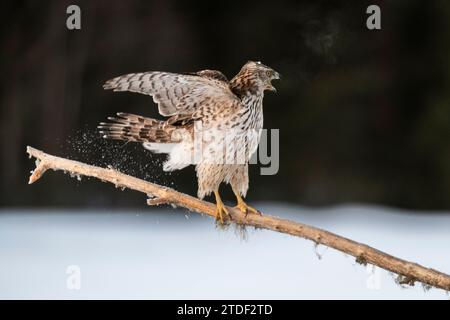 Goshawk (Accipiter gentilis), jeune homme, appelant, Finlande, Europe Banque D'Images