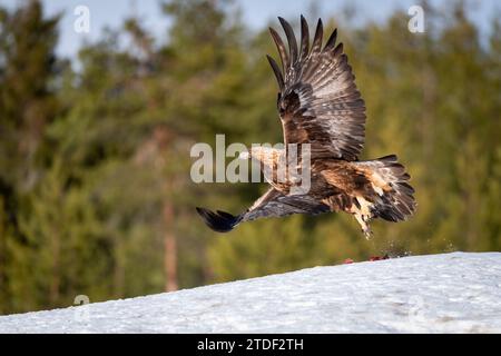 Aigle royal (Aquila chrysaetos) au décollage, Finlande, Europe Banque D'Images