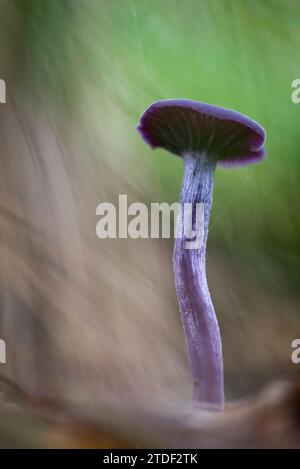 Corps fruitiers de Deceiver d'améthyste (Laccaria ameystina), poussant sur plancher boisé, Royaume-Uni, Europe Banque D'Images