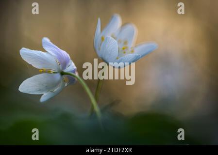 Anémone du bois (Anemone nemorosa), floraison, Royaume-Uni, Europe Banque D'Images