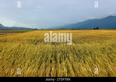 Les belles rizières de Chishang au moment de la récolte, Chishang, Taitung, Taiwan Banque D'Images