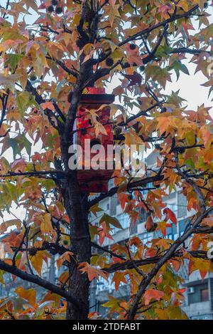 Maisons d'oiseaux colorées sur l'arbre dans le centre de la ville Banque D'Images