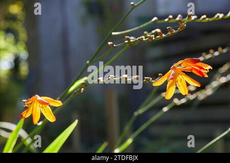 Octobre et le soleil d'automne rétroéclairent la dernière Crocosmia fleurit sur la petite exploitation du North Yorkshire à 900 pieds Banque D'Images