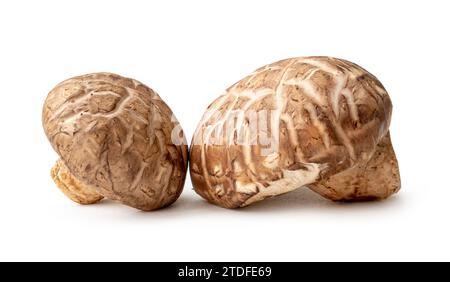 Les champignons shiitake frais et secs en pile sont isolés sur fond blanc avec un chemin de détourage. Herbe japonaise et chinoise Banque D'Images