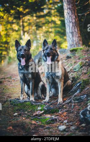 Deux chiens de berger allemands (Alsaciens) assis dans la forêt Banque D'Images