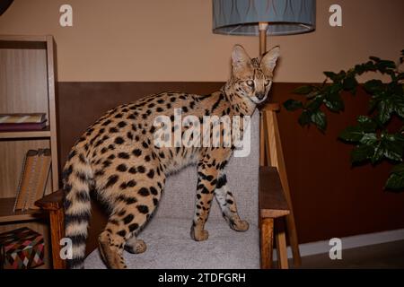 Portrait en longueur de gracieux serval domestiqué comme animal exotique marchant dans l'intérieur de la maison et regardant la caméra Banque D'Images