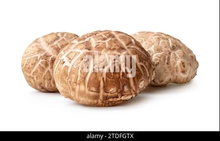 Les champignons shiitake frais et secs en pile sont isolés sur fond blanc avec un chemin de détourage. Herbe japonaise et chinoise Banque D'Images