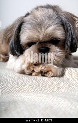 photographie, chien, animal de compagnie, mignon, photographie, animal, portrait, regarder, jouet, image couleur, intérieur, petit, mammifère, race, amical, amitié Banque D'Images