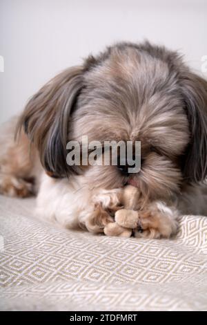 photographie, shih tzu, chien, animal de compagnie, mignon, animal, portrait, regarder, jouet, image couleur, intérieur, petit, mammifère, un animal, gros plan, animaux domestiques, pho Banque D'Images