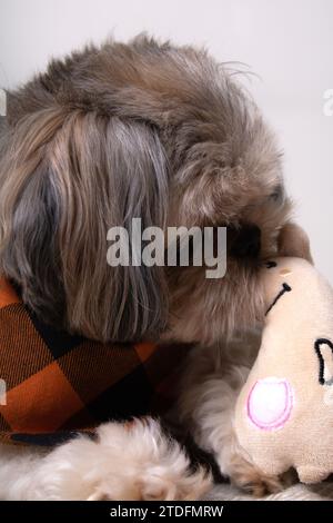 photographie, chien, morsure, animal de compagnie, animal, shih tzu, portrait, regarder, jouet, image en couleur, intérieur, petit, mammifère, un animal, animaux domestiques, jeu, jeu, p Banque D'Images