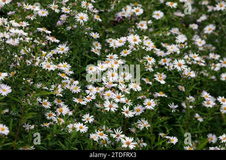 Symphyotrichum fleurs. Michaelmas marguerites dans le jardin. Banque D'Images