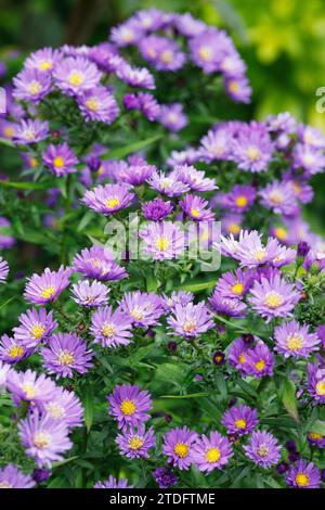 Symphyotrichum fleurs. Michaelmas marguerites dans le jardin. Banque D'Images