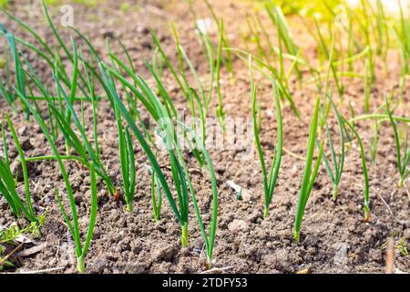 Jeunes oignons verts dans un lit de jardin par une journée ensoleillée de printemps. Légumes verts en croissance. Banque D'Images