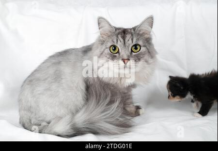 Mignon chat gris est assis sur un drap blanc. Banque D'Images
