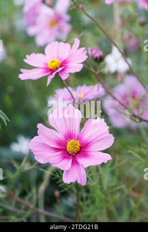 Cosmos bipinnatus fleurs dans le jardin. Banque D'Images