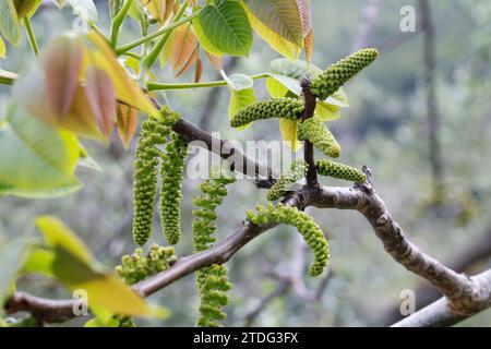 Walnuss, Walnuß, Männlicher Blütenstand, männliche Blüte, Blüte, Blüten, blühend, Wal-Nuss, Wal-Nuß, Juglans regia, noyer, fleur, fleurs, flores Banque D'Images