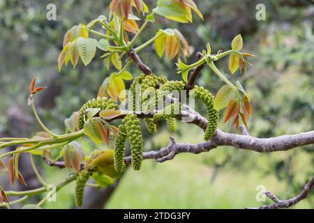 Walnuss, Walnuß, Männlicher Blütenstand, männliche Blüte, Blüte, Blüten, blühend, Wal-Nuss, Wal-Nuß, Juglans regia, noyer, fleur, fleurs, flores Banque D'Images