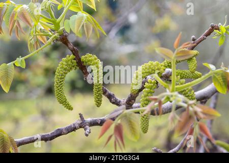 Walnuss, Walnuß, Männlicher Blütenstand, männliche Blüte, Blüte, Blüten, blühend, Wal-Nuss, Wal-Nuß, Juglans regia, noyer, fleur, fleurs, flores Banque D'Images