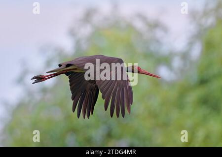 Schwarzstorch im Flug, Ciconia nigra, cigogne noire en vol Banque D'Images