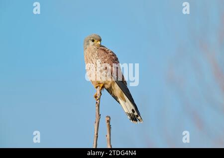 Turmfalke, faucon crécerelle, Falco tinnunculus Banque D'Images