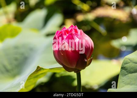 Gros plan d'une belle fleur rose de bourgeon de lotus Banque D'Images