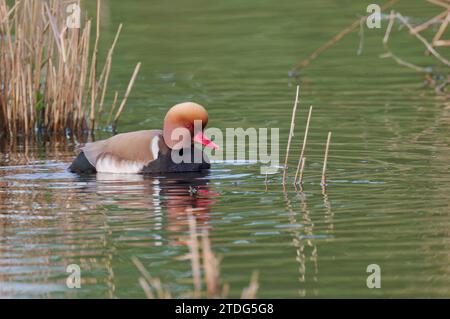 Kolbenente, Netta rufina, Red Crested Pochard Banque D'Images