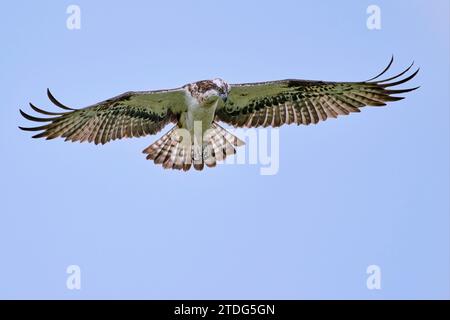 Fischadler, Pandion haliaetus, Western Osprey Banque D'Images