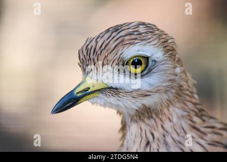Triel, Burhinus oedicnemus, Eurasian Stone-Curlew Banque D'Images
