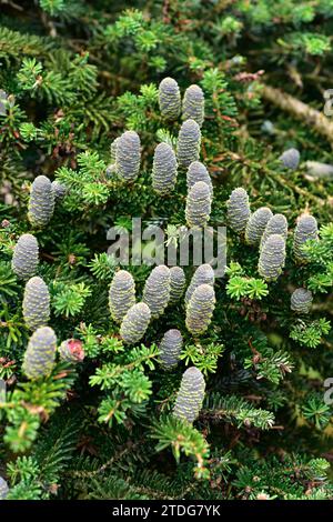 Le sapin coréen (Abies koreana) est un conifères originaire des montagnes sud-coréennes. Détails des cônes et des feuilles. Banque D'Images