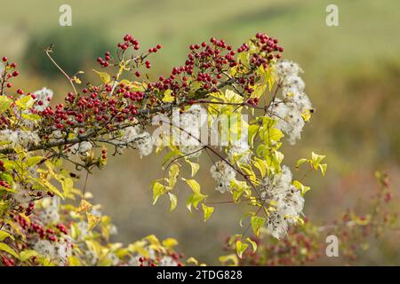 Vigne (Fallopia baldschuanica), aubépine (Crataegus), Upper Beeding, South Downs, West Sussex, Angleterre, Grande-Bretagne Banque D'Images