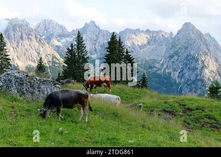 Vaches dans les Alpes italiennes dans les Dolomites au coucher du soleil avec des montagnes en arrière-plan. Banque D'Images