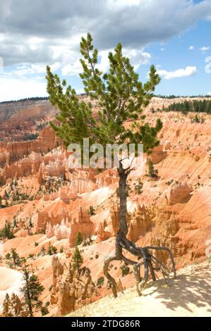 Le pin à limbe (Pinus flexilis) est un conifère originaire de l'ouest de l'Amérique du Nord, du Canada au Mexique. Cette photo a été prise à Bryce Canyon National Banque D'Images