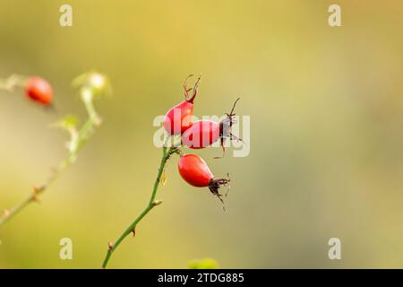 Rose des hanches, Upper Beeding, South Downs, West Sussex, Angleterre, grande-Bretagne Banque D'Images