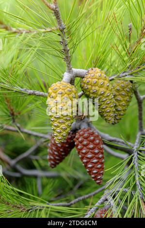 Le pin d'Alep (Pinus halepensis) est un conifère originaire du bassin méditerranéen. Il est particulièrement abondant dans l'est de l'Espagne. Détails cônes et feuilles. Banque D'Images